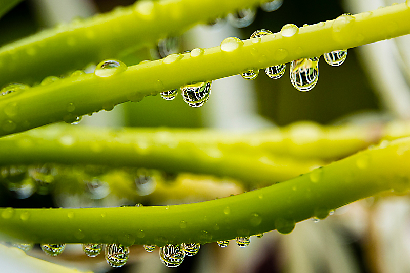 Tropfen auf Schlingpflanze 26