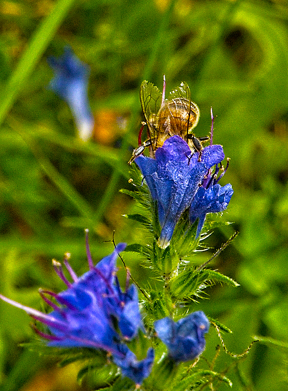 Glockenblume mit Biene 30