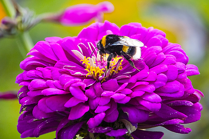 Astern mit Hummel 31