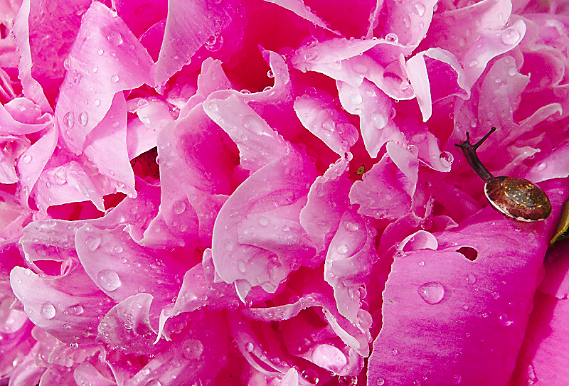 Pfingstrose mit Schnecke 33