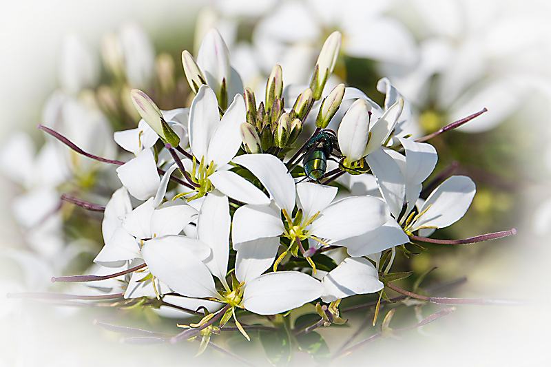 Weisse Pflanze mit Fliege 24