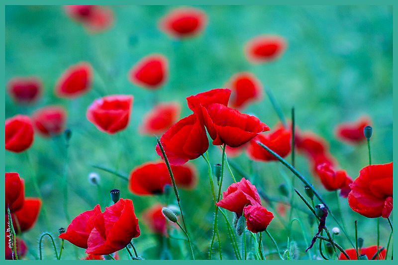 Mohn 08